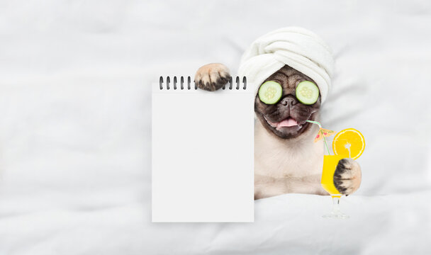 Relaxing Pug puppy with towel on it head with pieces of cucumber on it eyes holds orange cocktail and lying on a bed at beauty salon and showing blank notepad. Top down view. Empty space for text