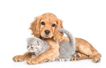 Friendly English cocker spaniel puppy dog hugs tiny gray kitten. isolated on white background