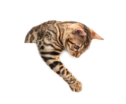 Playful adult bengal cat looking down above blank white banner. Isolated  on white banner