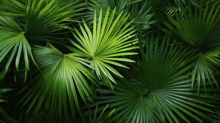 Obraz premium Fan palm leaves overlapping in dense tropical foliage