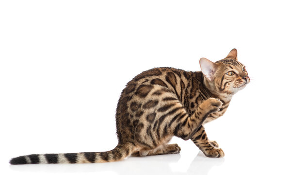 Adult bengal cat  scratching itself. isolated on white background