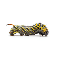 Fototapeta premium A detailed closeup of a vibrant caterpillar with yellow and black stripes.