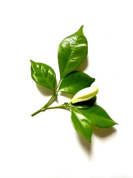 Orange Jasmine (Murraya paniculata)