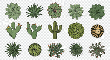 Fototapeta premium Set of 15 Top View Succulent and Cactus Vector Illustrations for Architectural Plans, Garden Design, and Landscape Layouts