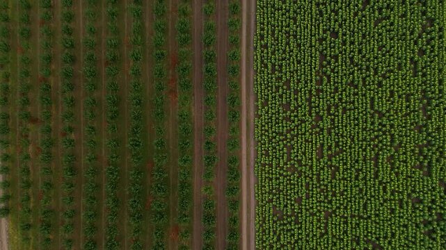 Top down aerial view of orchard rows and cultivated farmland patterns. Drone top view showing geometric orchard rows next to cultivated crop field creating strong agricultural symmetry patterns