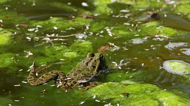 Common frog, Rana temporaria, single reptile croaking in water, also known as the European common frog or European grass frog is a semi-aquatic amphibian of the family Ranidae