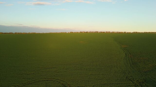 Low drone flight over green rapeseed field with agricultural horizon. Drone flying forward above young rapeseed crop field with wide rural horizon and evening sunlight over agricultural landscape.