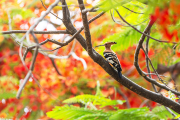African hoopoe perched on a tree branch in a park in Maun, Botswana © adamikarl