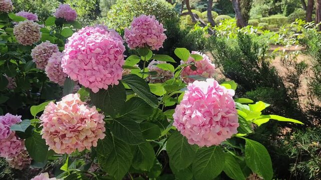Pink hydrangea flowers bloom in a lush garden. The scene features vibrant green leaves and a sunny atmosphere, showcasing the beauty of nature.