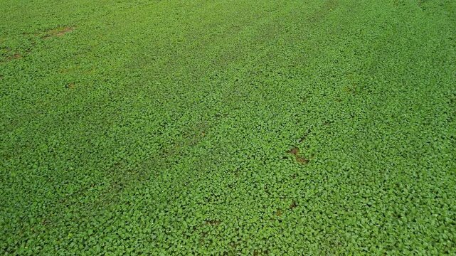 Low drone flight over young rapeseed crop field texture. Drone flying forward just above young rapeseed plants creating smooth agricultural texture and natural farming motion.