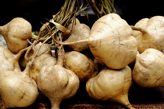 Jicama or Mexican Turnip Fruit