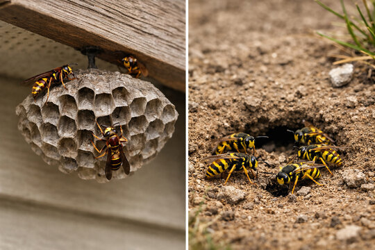 Paper Wasp Nest vs Yellowjacket Ground Nest Comparison