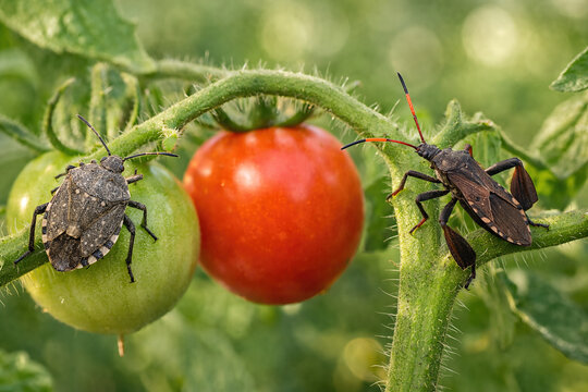 Stink Bug and Leaf Footed Bug on Tomato Plant