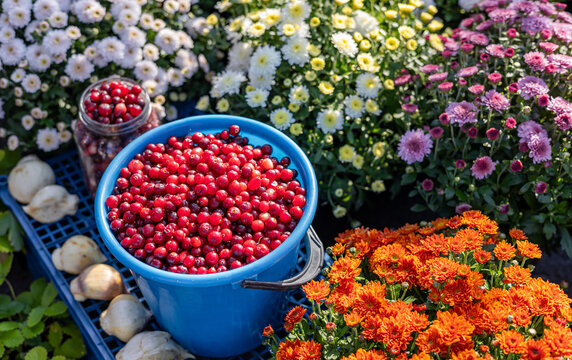 Red fresh healthy cranberries in a street food market ready to sell and eat, close up