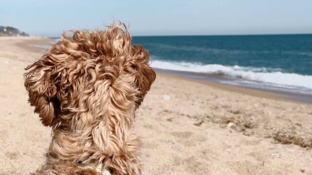 Happy Goldendoodle Dog Head Closeup on Windy Beach With Turquoise Sea Background, Sunny Day Pet Lifestyle
