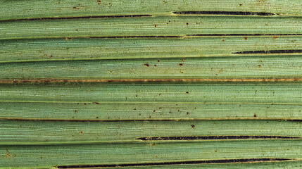 Fototapeta premium Close-up of palm leaf surface with fine natural pattern, eco texture symbolizing nature and sustainability