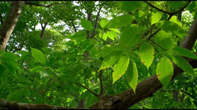 Sunlight filters through the fresh green leaves in a lush forest, creating a tranquil and natural setting. The vibrant leaves and branches fill the frame with the beauty of nature