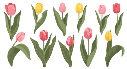 Obraz premium Tulips in a colorful floral arrangement. Vector Illustrations. EPS Editable
