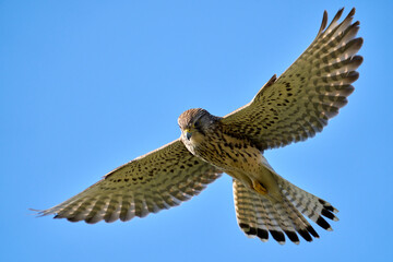 Fototapeta premium Common kestrel (Falco tinnunculus) soaring in the blue sky over Edogawa riverbank, Japan.