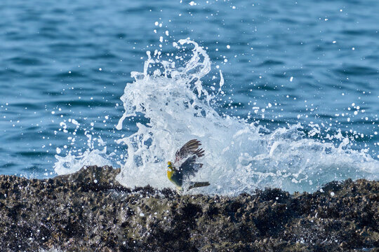 White-bellied green pigeon (Treron sieboldii) braving crashing waves at Terugasaki Coast, Japan.