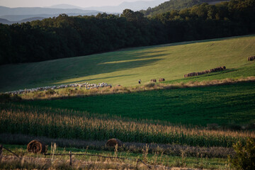 Obraz premium Summer rural landscape