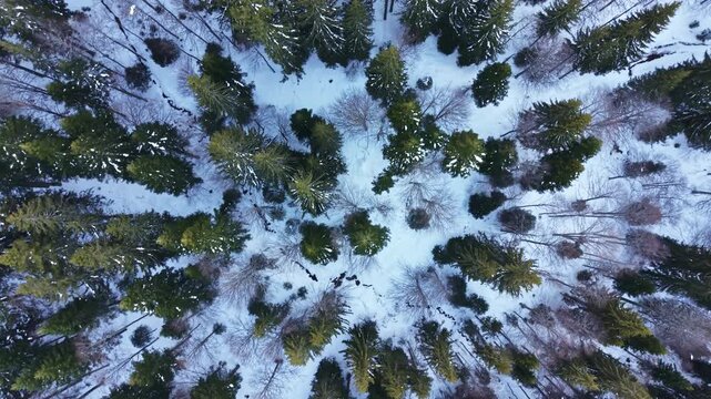 The scene shows a winter forest landscape filled with tall pine trees and patches of bare ground. Snow covers the ground and branches, indicating cold weather.