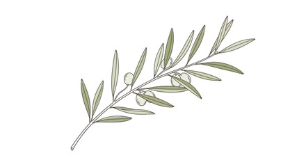 Obraz premium Olive Branch with Leaves and Small Olives, Isolated on White Background