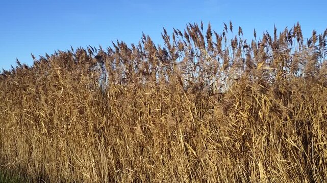Reeds under a blue sky in a gentle breeze