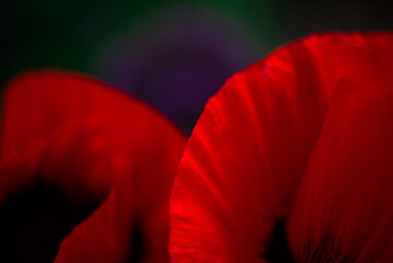 Mohnblume mit Bokeh Close Up