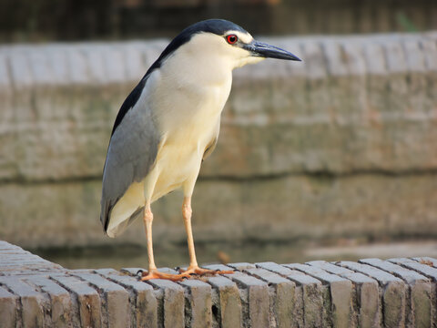river bird