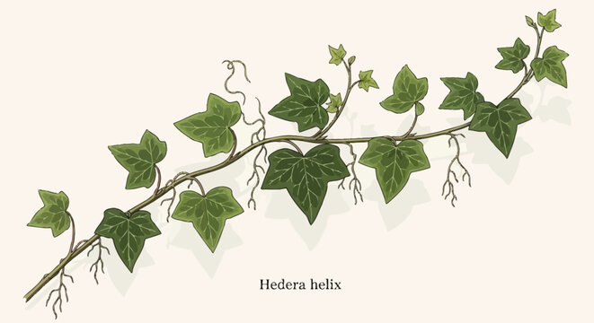 English Ivy Plant Branch with Green Leaves and Aerial Roots - Hedera Helix