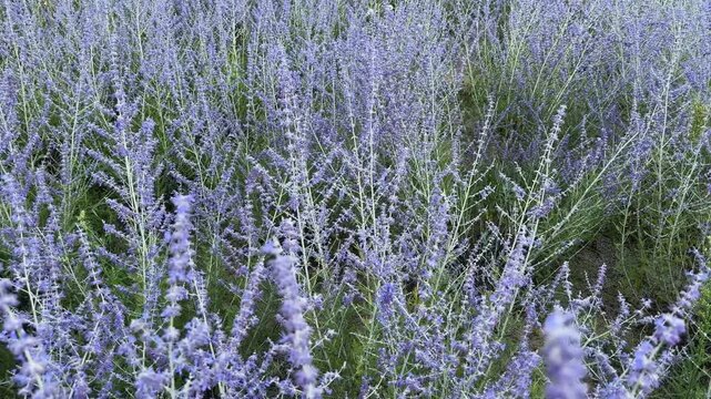 Field of the blooming Salvia yangii in sunny day