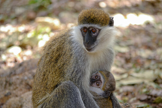 A mother Grivet Monkey nurses her youngster near Lake Awasa in Ethiopia.