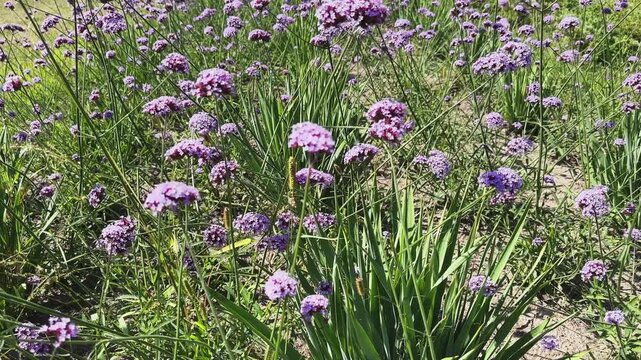 Blooming purpletop vervain on a flowerbed in sunny day