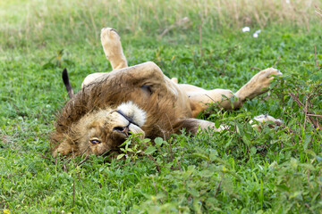 Männlicher Löwe liegt im Gras auf dem Rücken und schläft. Im Ngorongoro Krater in Tansania © Tilo Grellmann