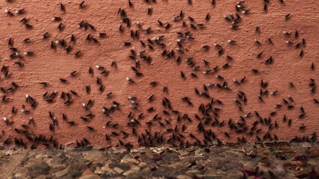 Black garden ants (Lasius niger) swarm with their young queens 