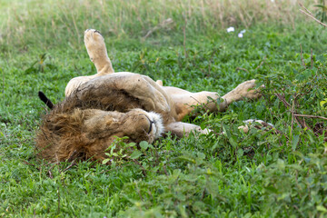 Männlicher Löwe liegt im Gras auf dem Rücken und schläft. Im Ngorongoro Krater in Tansania © Tilo Grellmann