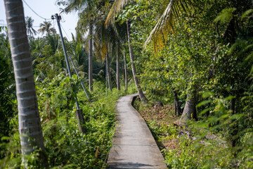 Obraz premium Concrete cycling path through tropical forest bang krachao bangkok thailand