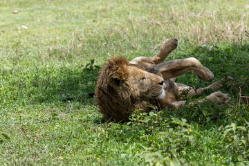 Männlicher Löwe liegt im Gras auf dem Rücken im Ngorongoro Krater in Tansania © Tilo Grellmann