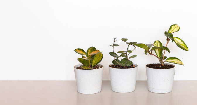 Three species of ornamental houseplants Hooya (Lat. Hoya), also known as wax ivy&mdash;Hoya Lisa, Hoya Matilda, and decorative leaved Hoya Carnosa on white background. Growing houseplants as a hobby