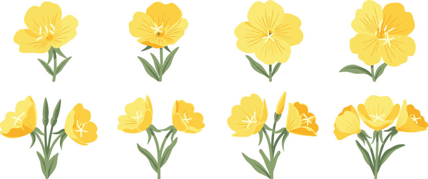 Evening primrose flower vector collection. Yellow blossoms in different styles with stems. Botanical floral set for nature design, herbal themes, and wildflower illustrations.
