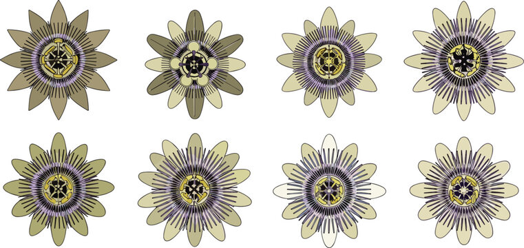 Passion flower close-up set. Detailed passiflora blossoms with radial filaments in soft vintage tones. Botanical tropical floral vector illustration isolated.