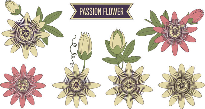 Passion flower vintage set. Exotic passiflora blooms, buds and leaves in soft retro colors. Botanical tropical floral vector illustration isolated.