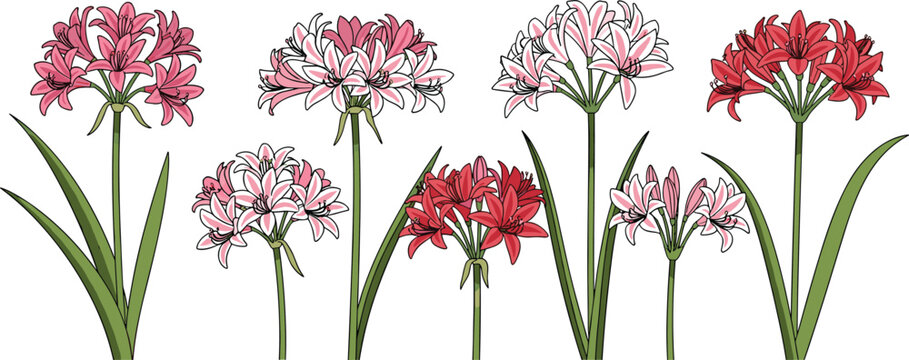 Nerine flower collection set. Elegant pink and red blossoms with long leaves. Botanical garden floral elements, decorative vector illustration isolated.