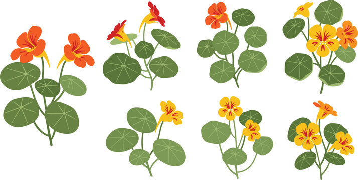 Nasturtium flower collection set. Bright orange and yellow blossoms with round green leaves. Botanical garden plant, decorative floral vector illustration isolated.