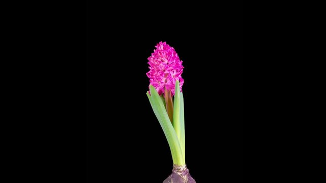 Red Hyacinth Flower Blossoms. Opening Beautiful Red Hyacinth Flower on Black Background. Time Lapse. 4K.