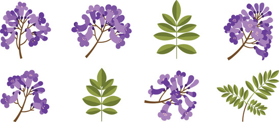 Jacaranda flower vector set. Purple blossoms with detailed leaves and branches. Botanical floral collection for spring design, nature themes, and decorative illustration. © HazelQueen