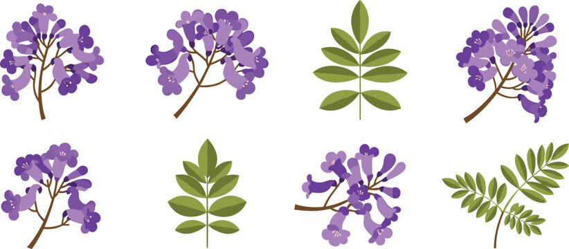 Jacaranda flower vector set. Purple blossoms with detailed leaves and branches. Botanical floral collection for spring design, nature themes, and decorative illustration.