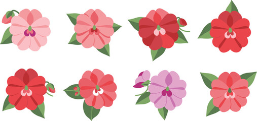 Impatiens flower vector set. Soft colorful garden blossoms with rounded petals and green foliage. Botanical floral collection for spring design, decoration, and nature themes. © HazelQueen