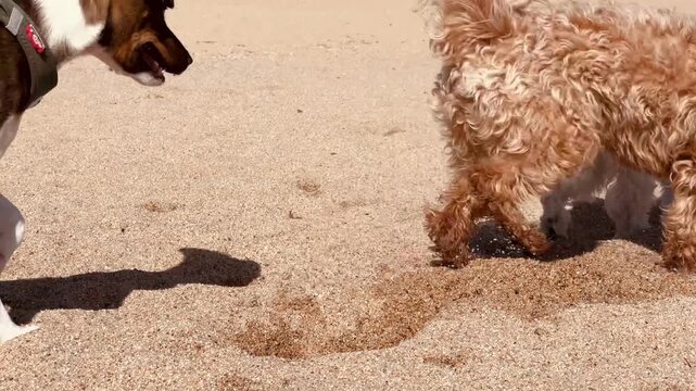Fluffy Cavapoo Dog Lying Relaxed on Sand Beach Panting Happy, Sunny Mediterranean Pet Lifestyle With Other Dogs

